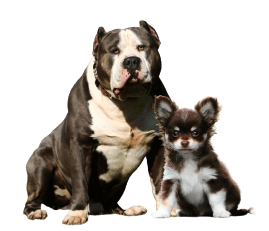 American Bully en Chihuahua voor Phantom Gold hondenvoer